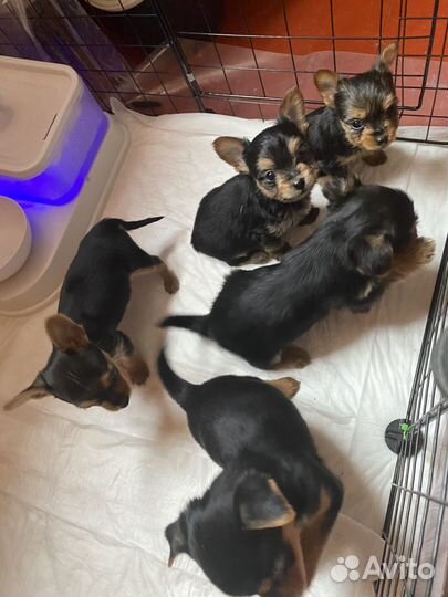 Йоркширский терьер щенки