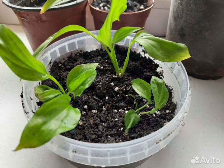 Спатифиллум