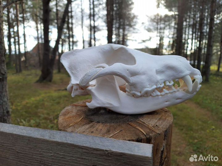 Череп волка