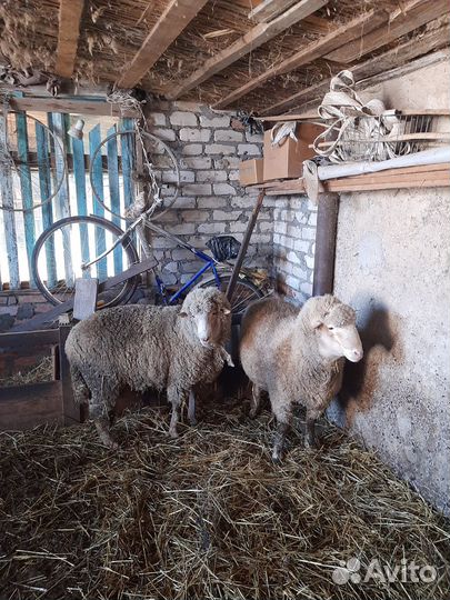 Продам 2 барана с откорма