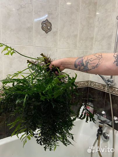 Папоротник болбитис