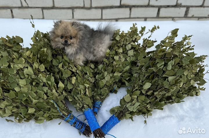 Веники для бани береза