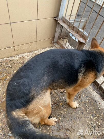 Немецкая овчарка