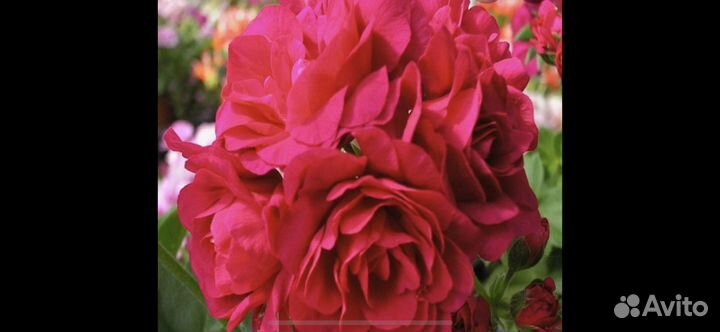 Черенки сортовых плющелистных пеларгоний