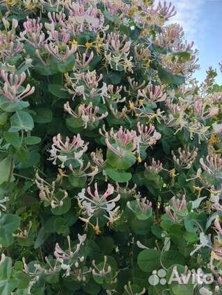 Жимолость каприфоль