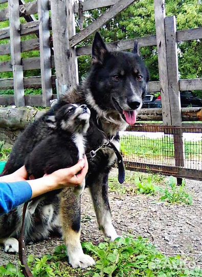 Щенки лайки