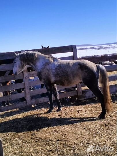 Жеребец орловский рысак