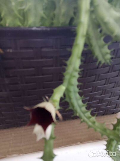 Стапелия крупноцветная