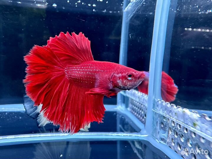 Рыбка Петушок