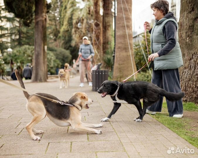 Чернышка метис лабрадора