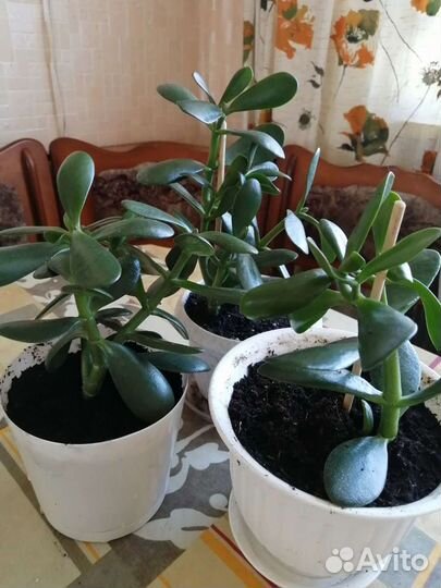 Толстянка Крассула