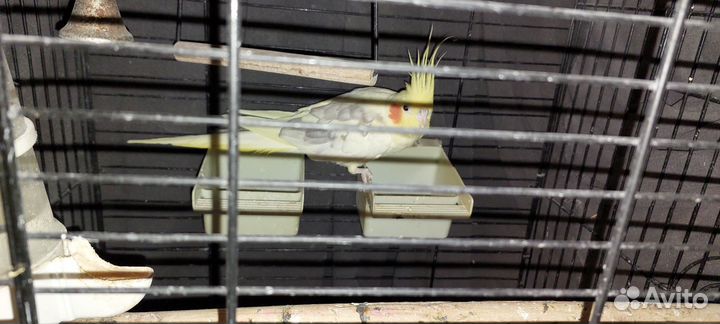 Попугай корелла с клеткой