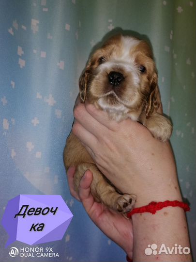 Английский кокер спаниель