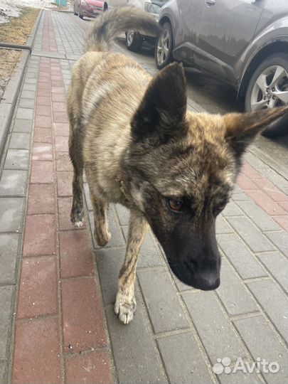 Собака в добрые руки