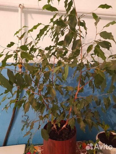 Комнатные растения