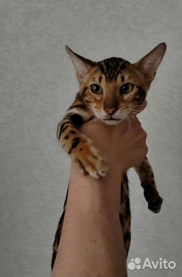 Бенгальский котенок девочка