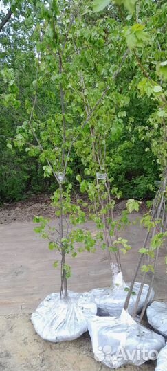 Клен Гиннала