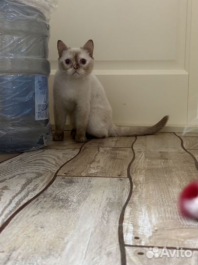 Кошечка британка