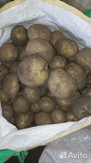 Продам картофель