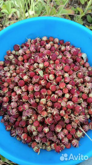 Земляника лесная