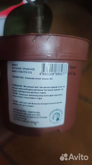 Фикус робуста