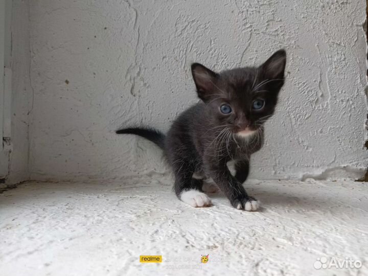 Котята в дар