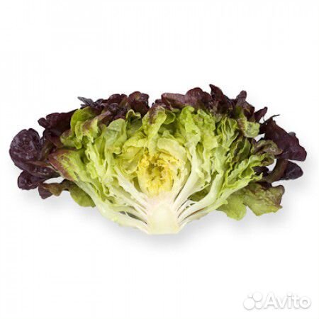 Семена Салата 