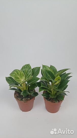 Филодендрон биркин