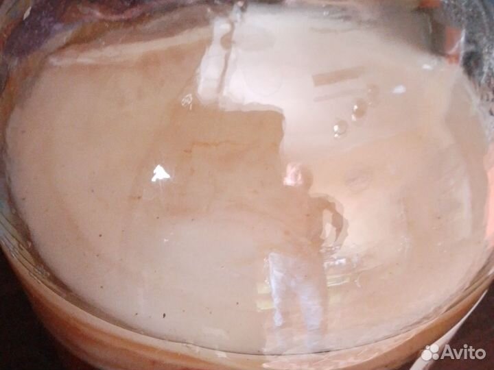 Чайный гриб