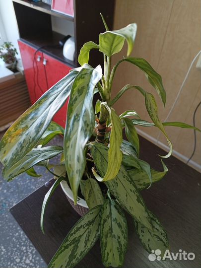 Цветы комнатные