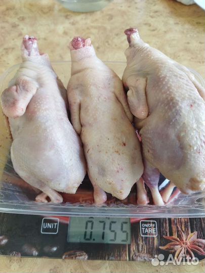 Яйца, мясо перепелов