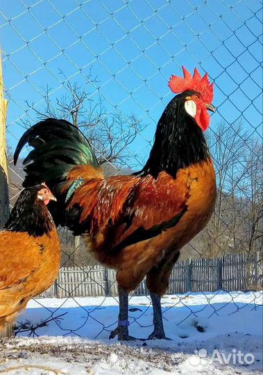 Яйцо форверк леггорн маран