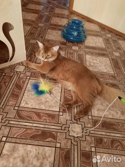 Сомалийские коты