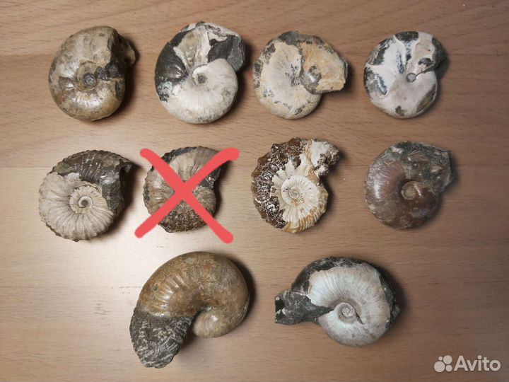 Аммониты окаменелость 4 см (500)
