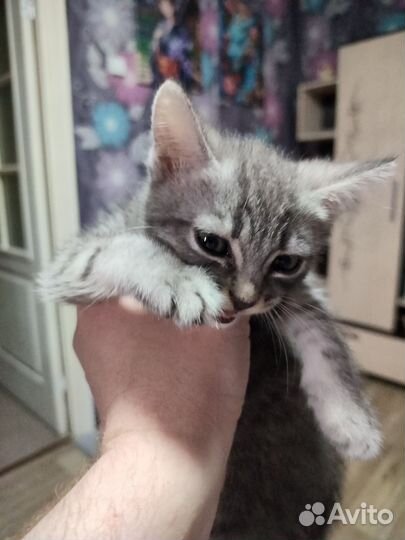 Котёнок.Отдам бесплатно