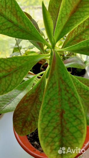 Синадениум granta