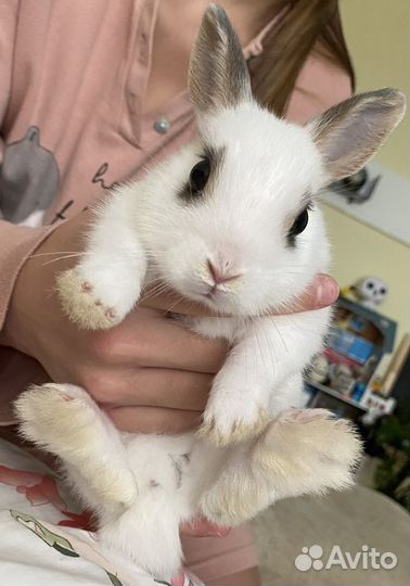 Карликовый кролик (мальчик)