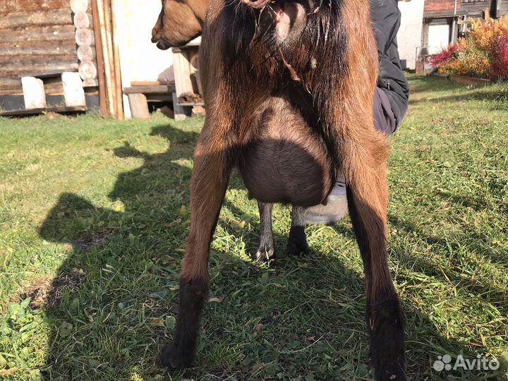 Альпийская коза