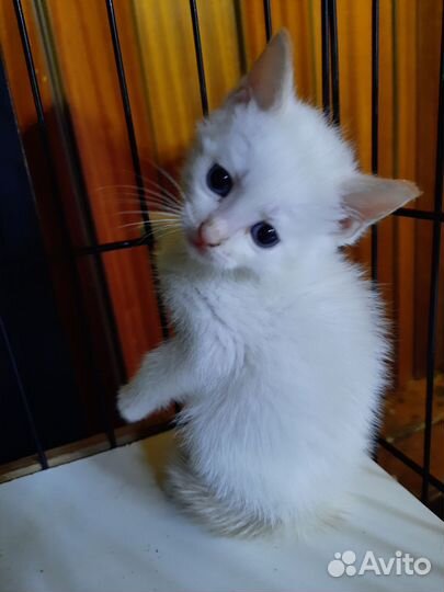 Котята ищут дом