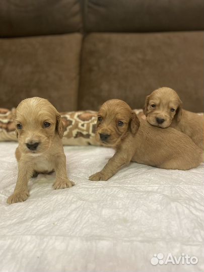 Щенки спаниеля