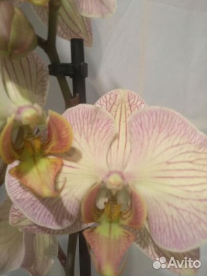 Коллекционные орхидеи