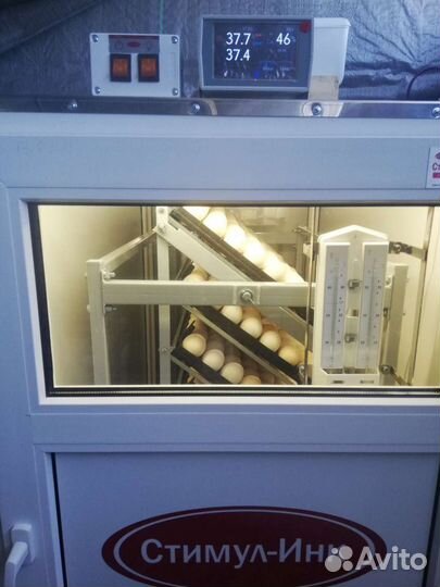 Бройлерные цыплята, яйцо, Кобб 500 рос 308