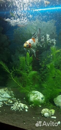 Аквариумные рыбки 