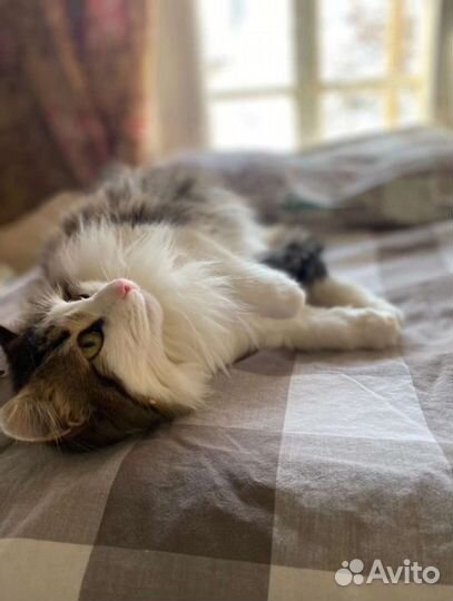 Кассандра ищет дом