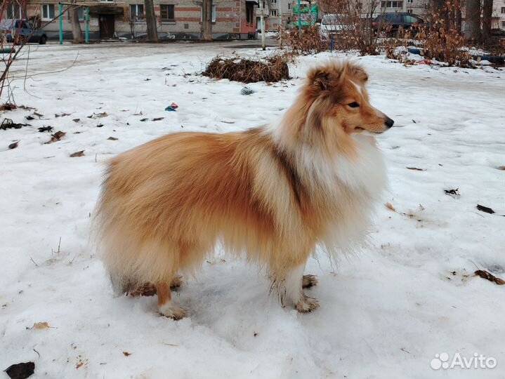 Пух собачий