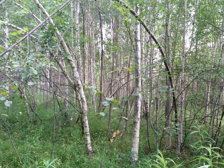 Участок 4,4 га (СНТ, ДНП)