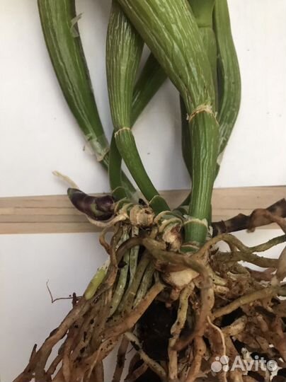 Катлея Blc King of Taiwan Dashin #1