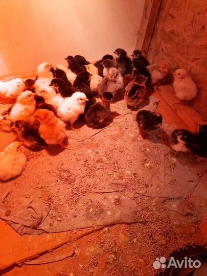 Цыплята породных кур