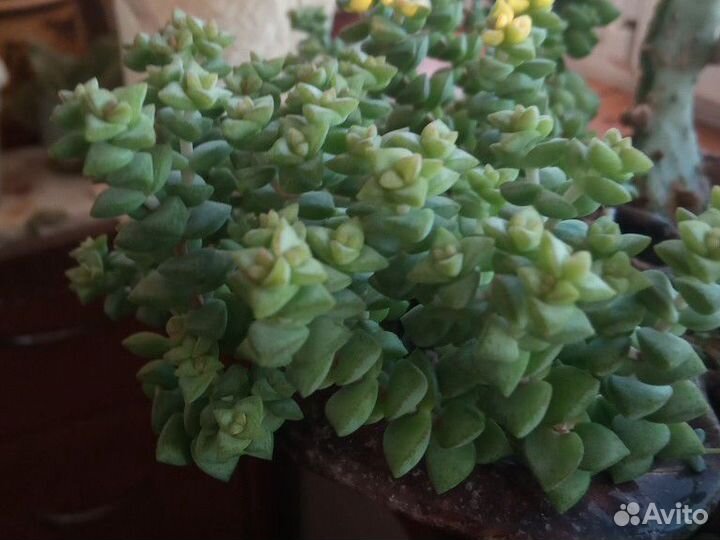 Суккуленты: крассулы, седумы и другие