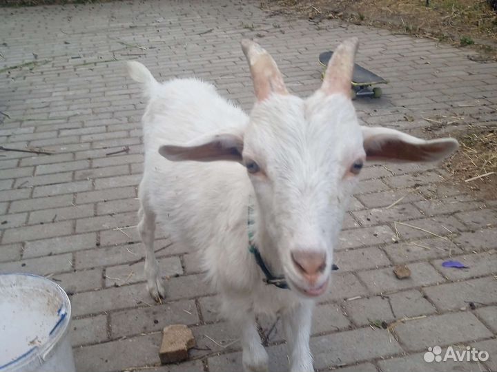 Козочка